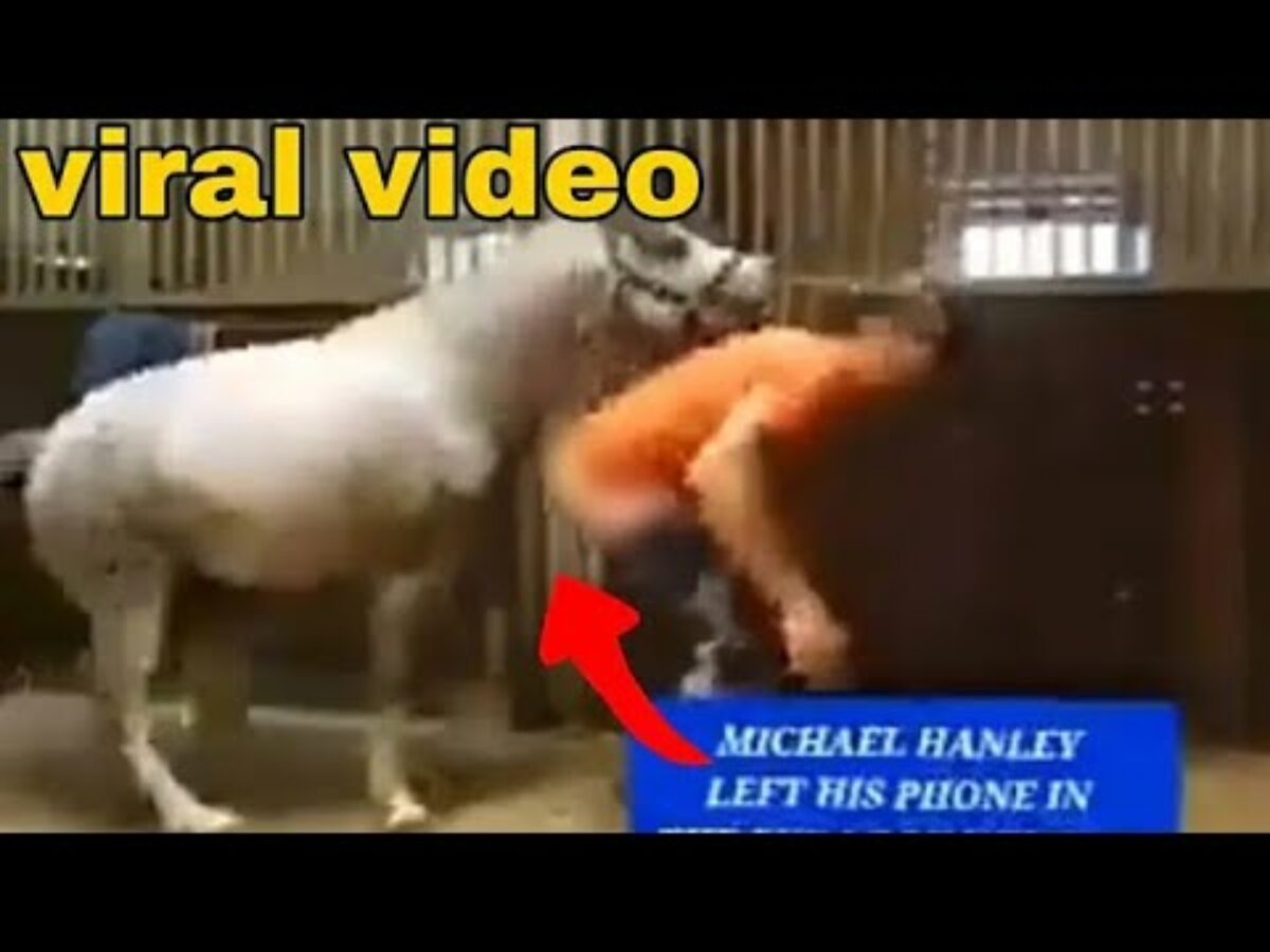 Michael Hanley Mr Hands horse Video