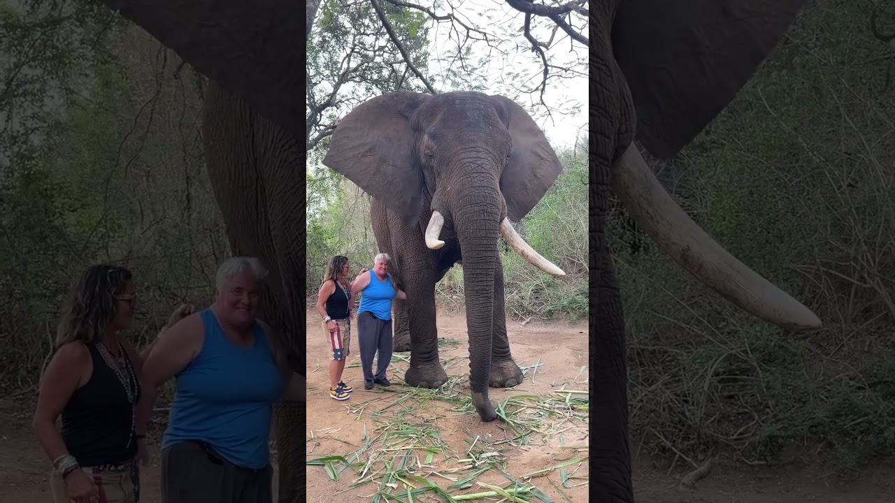 Watch Elephants Whispers experience Hazyview in South Africa