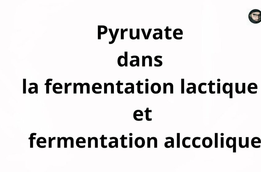  auto fermentation alcoolique