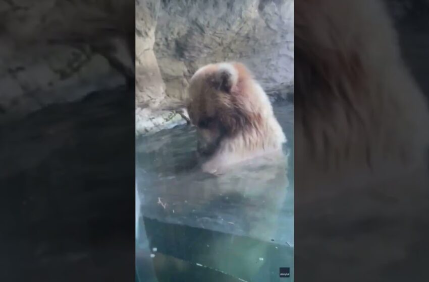  seattle zoo bear eats ducklings